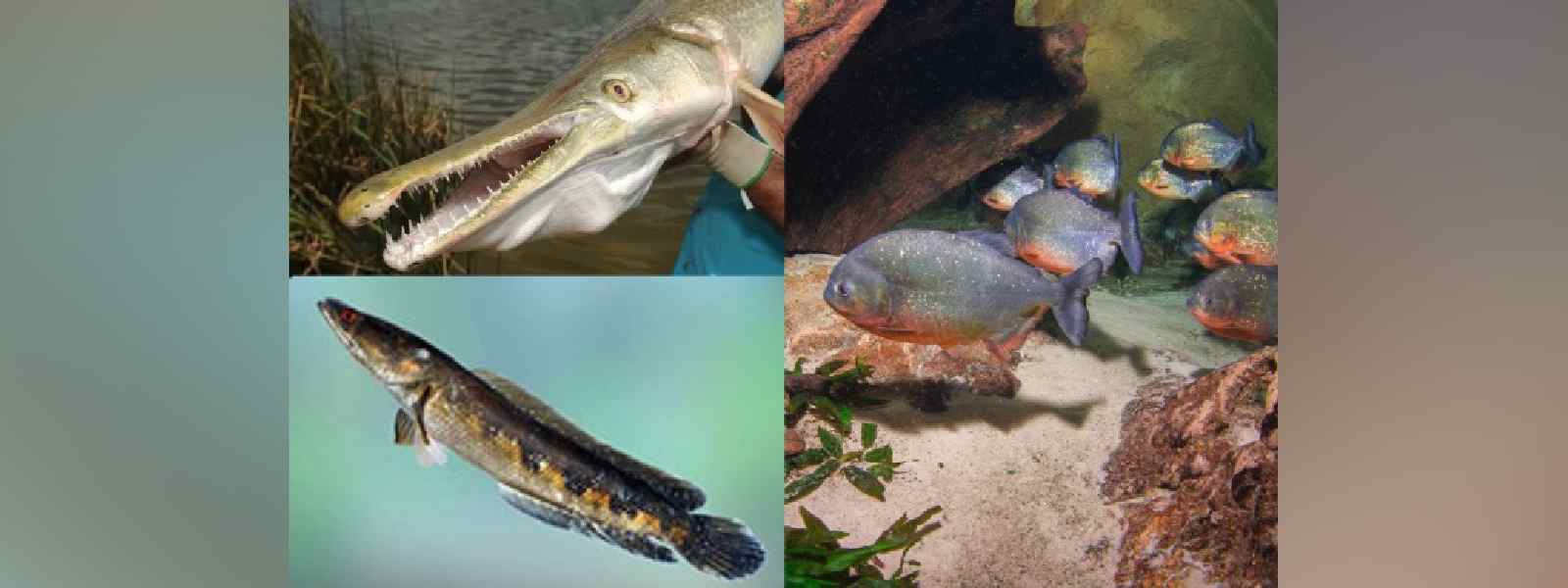 තහනම් කරන සුරතල් මසුන් වර්ග?